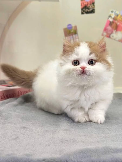 Munchkin Longhair