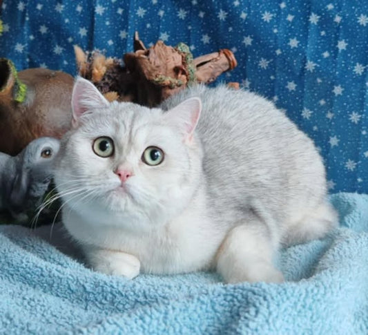 British Shorthair