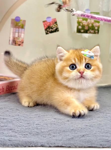 Munchkin