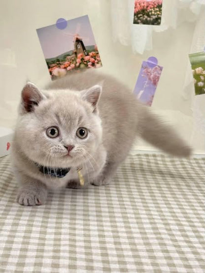 Munchkin