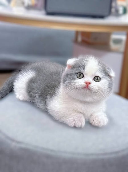 Munchkin Fold