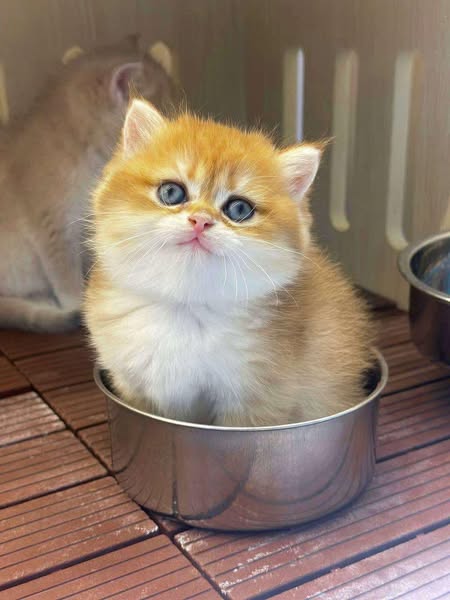 British Shorthair
