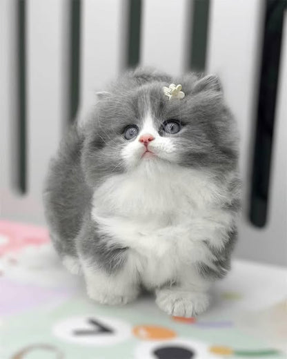 Munchkin Longhair