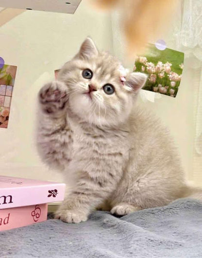 British Shorthair