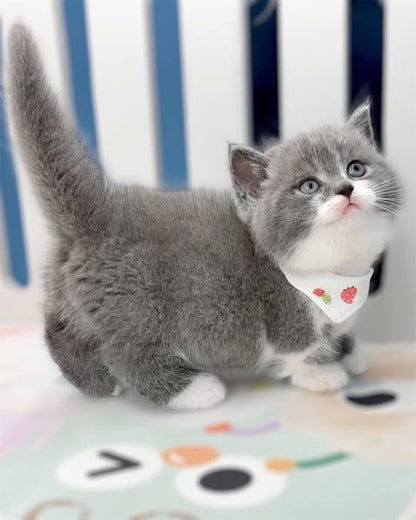 Munchkin