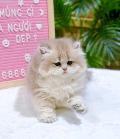 British Shorthair
