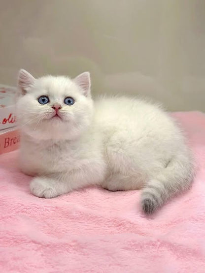 British Shorthair
