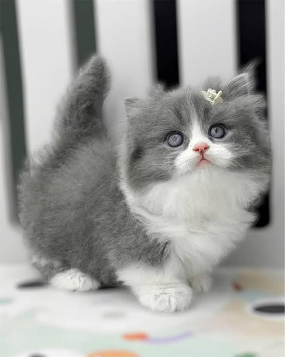 Munchkin Longhair