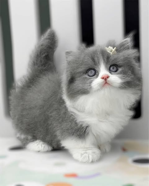 Munchkin Longhair