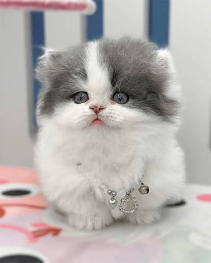 Munchkin Longhair