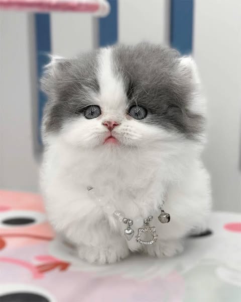 Munchkin Longhair