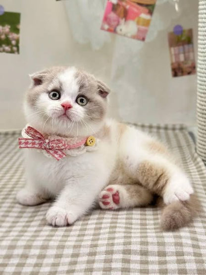 Scottish Fold