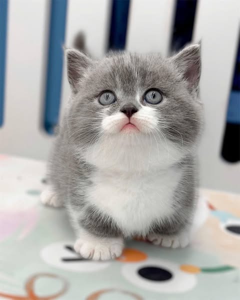 Munchkin