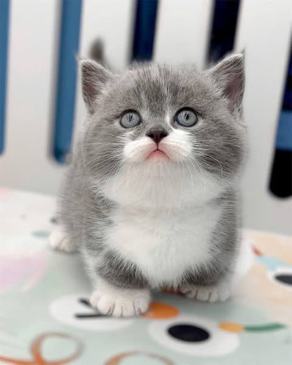 Munchkin