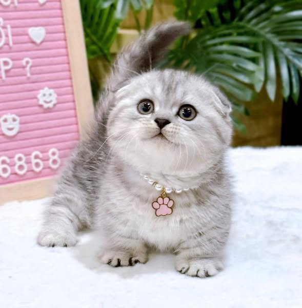 Munchkin Fold