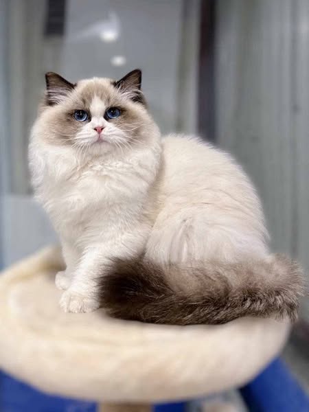 Ragdoll