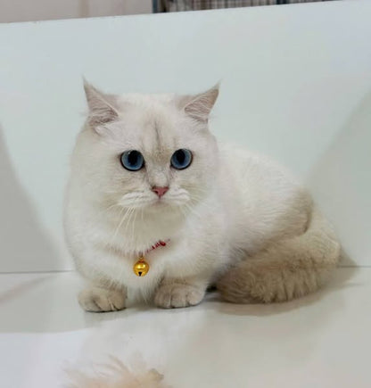 Munchkin