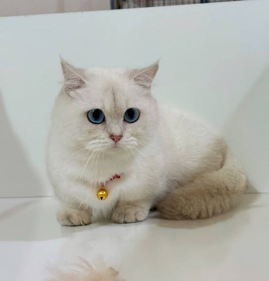 Munchkin