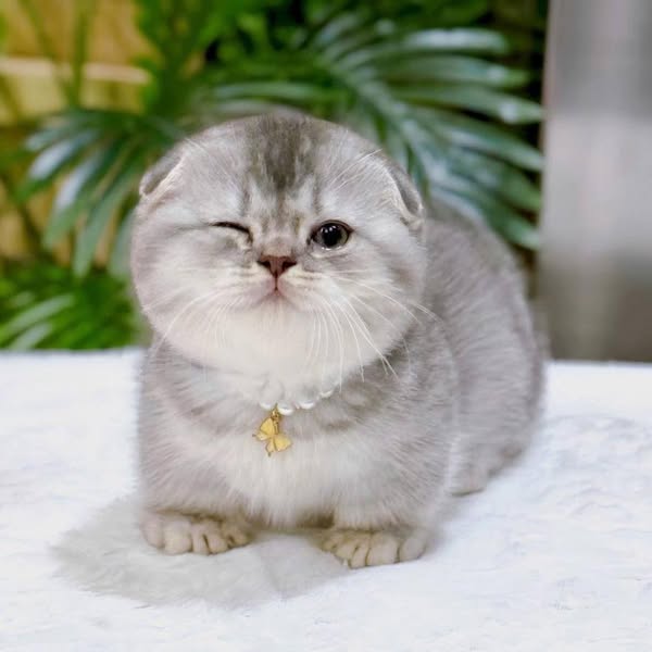 Munchkin Fold