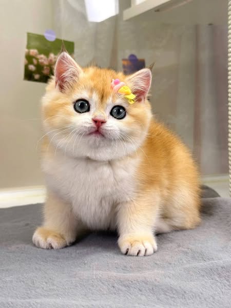 British Shorthair