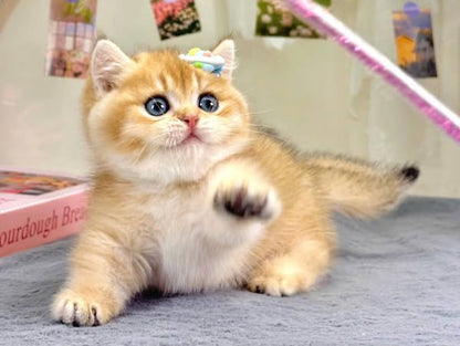 Munchkin