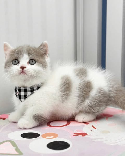 Munchkin