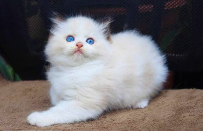 Ragdoll
