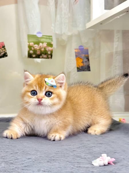 Munchkin