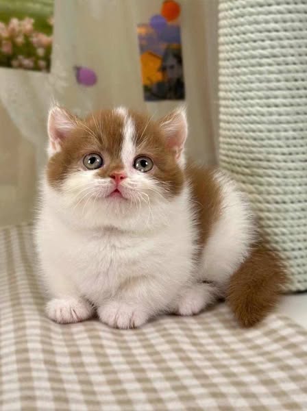 Munchkin