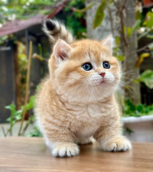 Munchkin