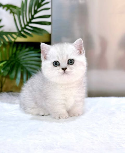 Munchkin