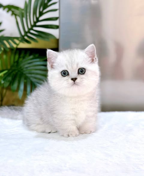 Munchkin