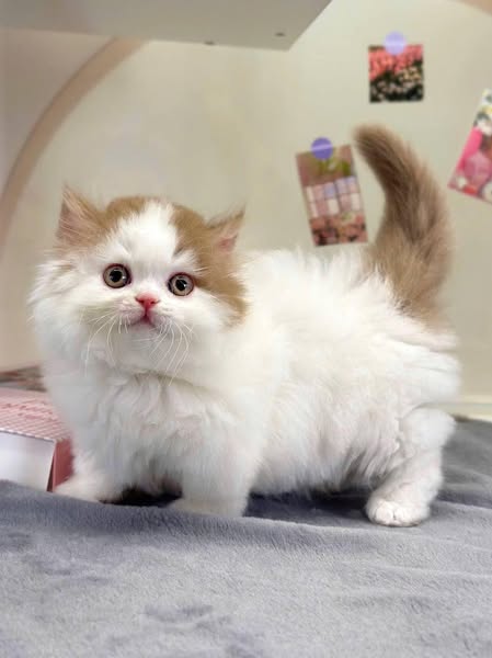 Munchkin Longhair