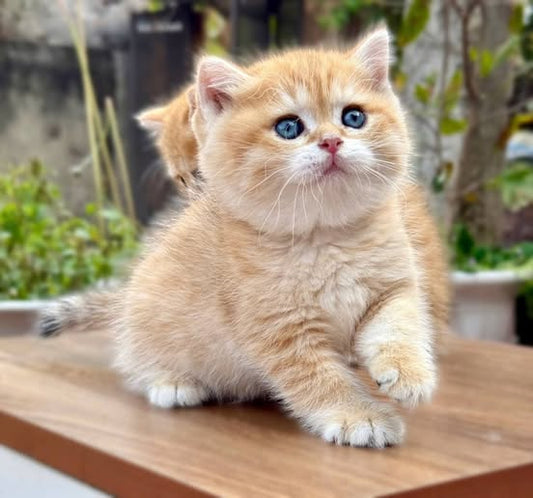British Shorthair