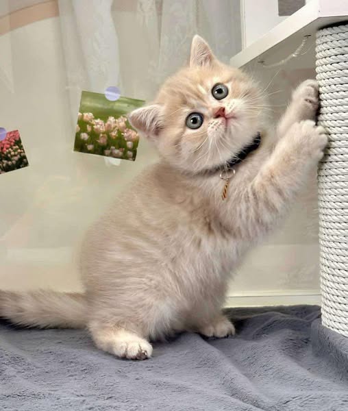 British Shorthair
