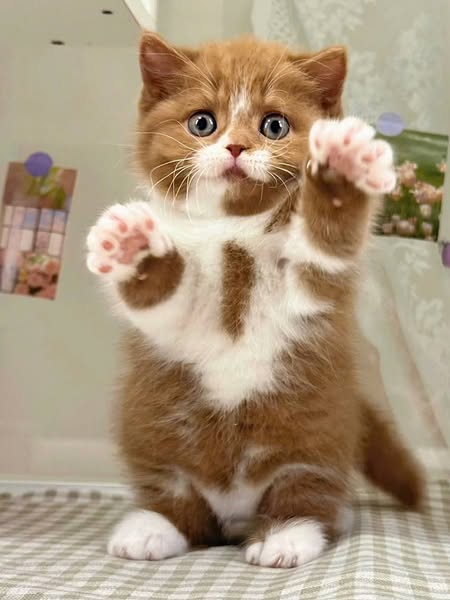 Munchkin