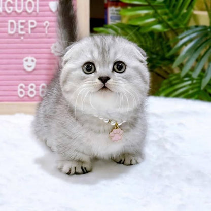 Munchkin Fold