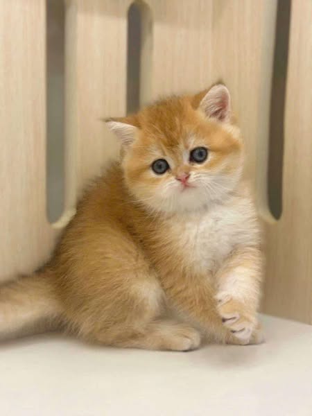 British Shorthair