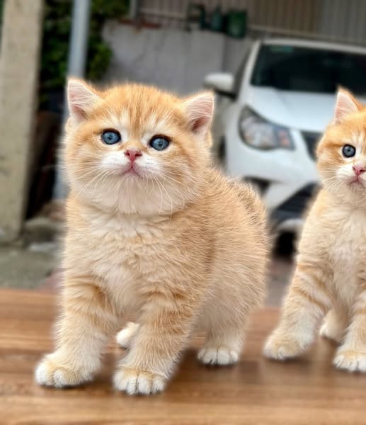 British Shorthair