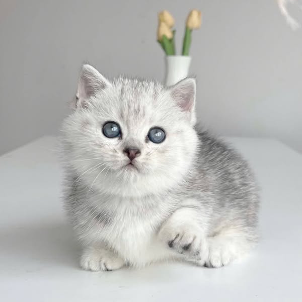 Munchkin