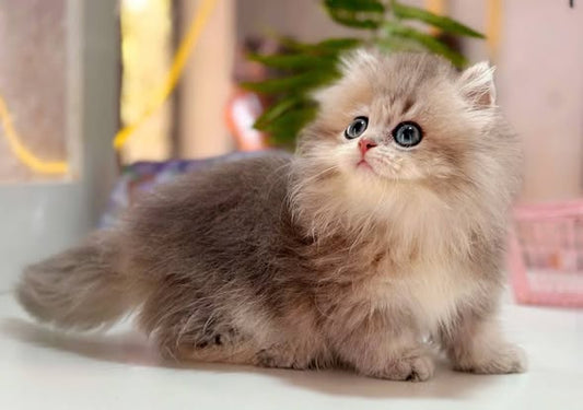 Munchkin Longhair