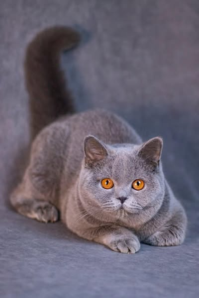 British Shorthair