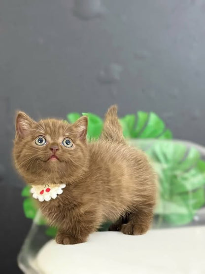 Munchkin