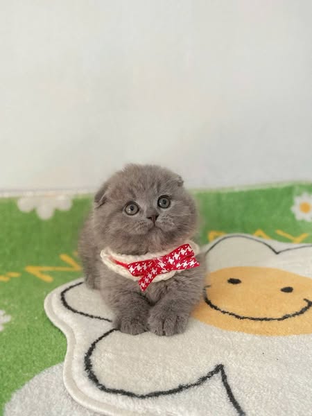 Munchkin Fold