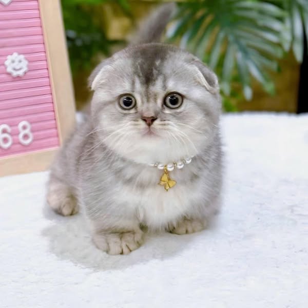 Munchkin Fold