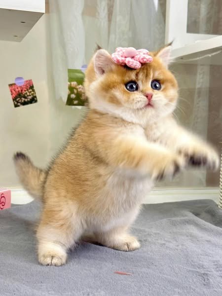 British Shorthair