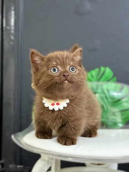 Munchkin