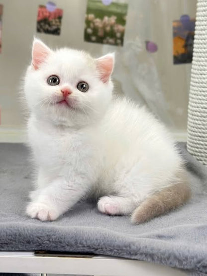 British Shorthair
