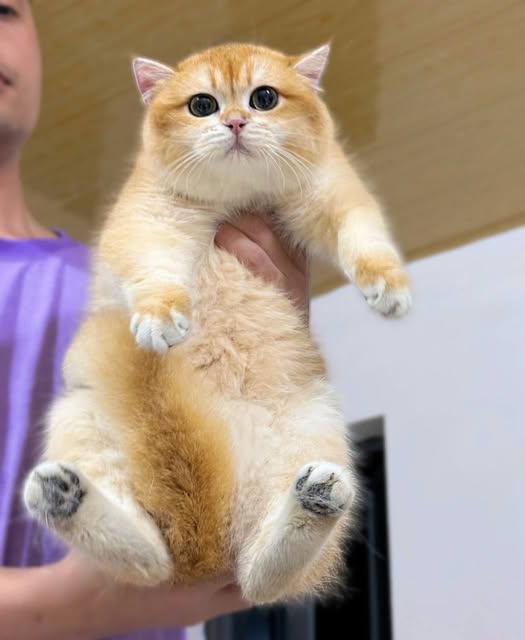 British Shorthair