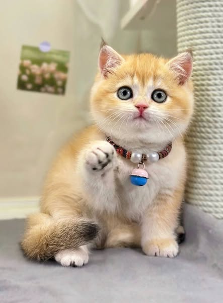 British Shorthair